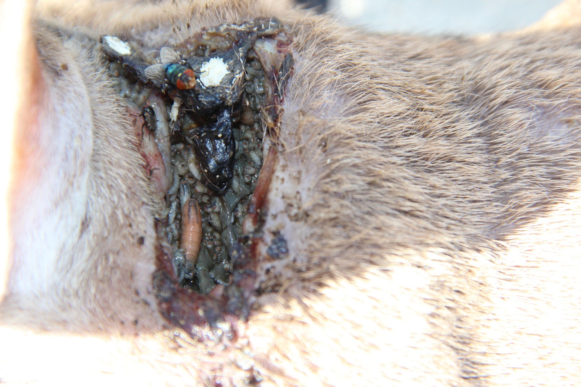 Close-up of a New World screwworm female fly, eggs, and larvae on an animal's wound.