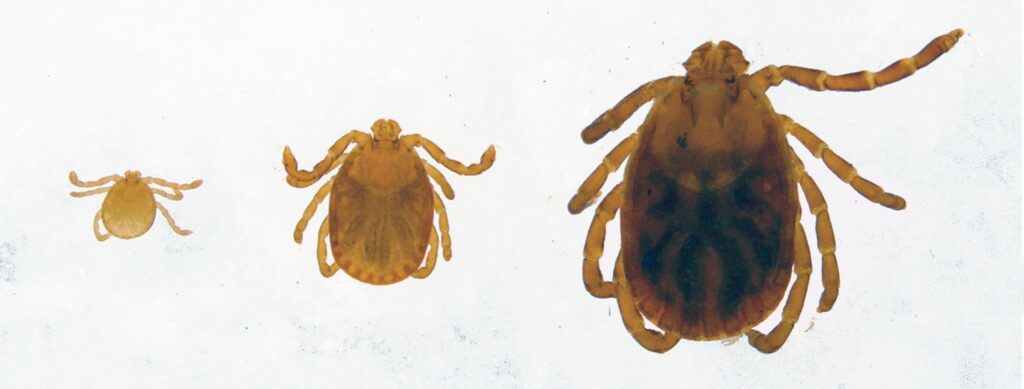 Figure1. Dorsal view of a larva, nymph, and female H. longicornis.