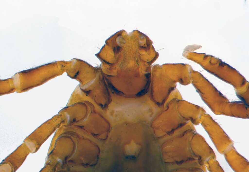 Figure 2 Underside view of the longhorned tick mouthparts with large spur on its basal segment.