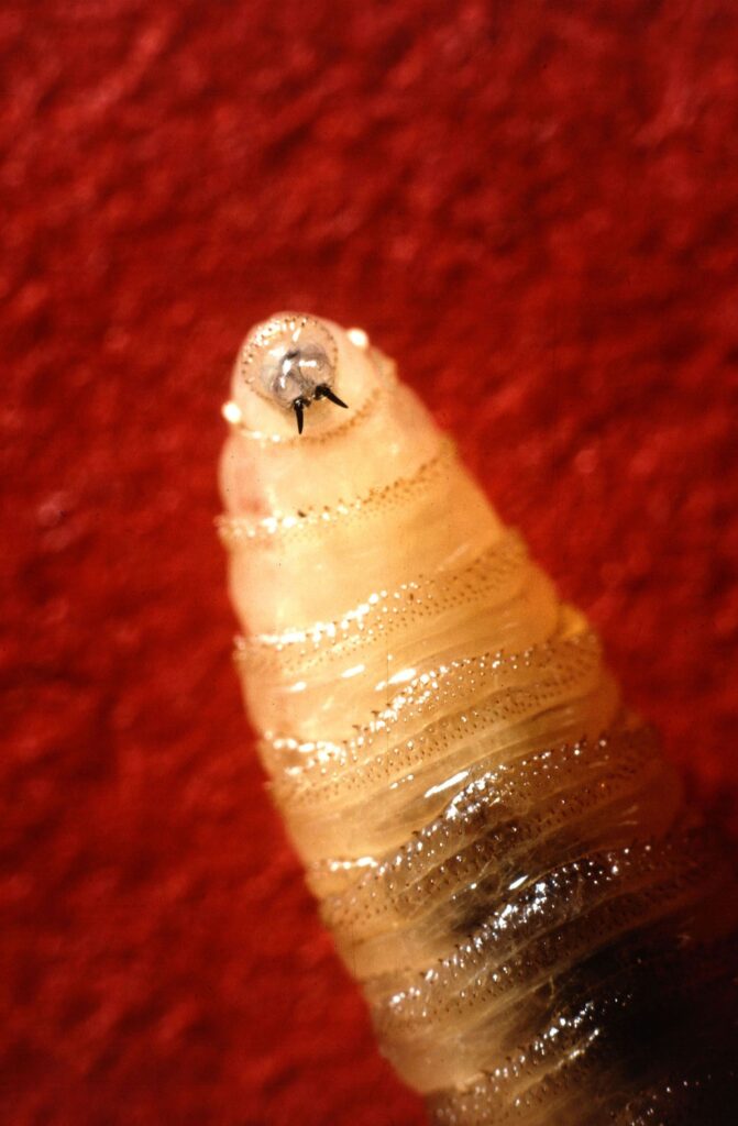 New World screwworm larva.