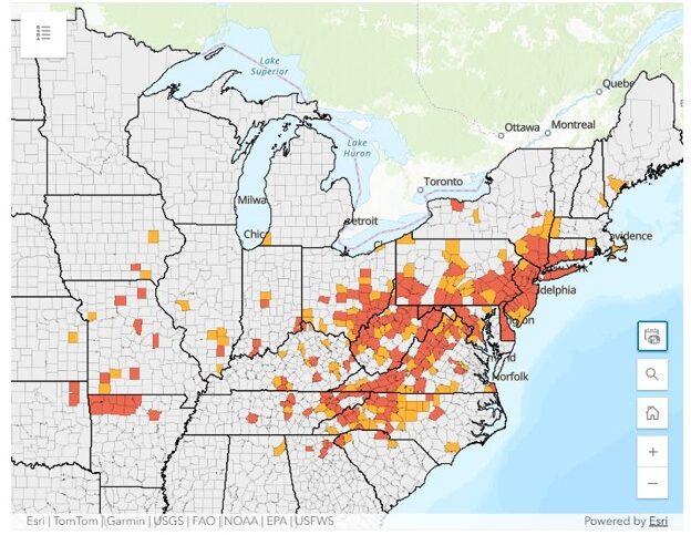 Longhorned ticks in the Eastern United States