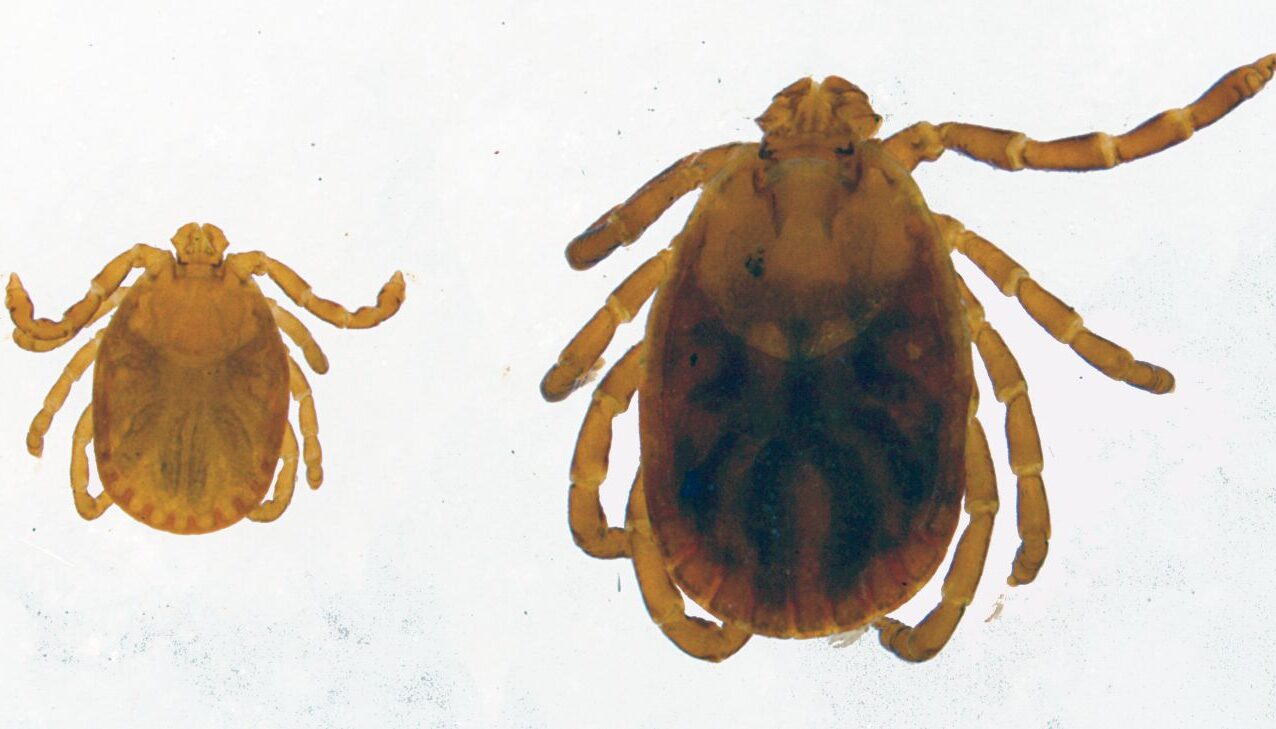 Dorsal view of a larva, nymph, and female H. longicornis.