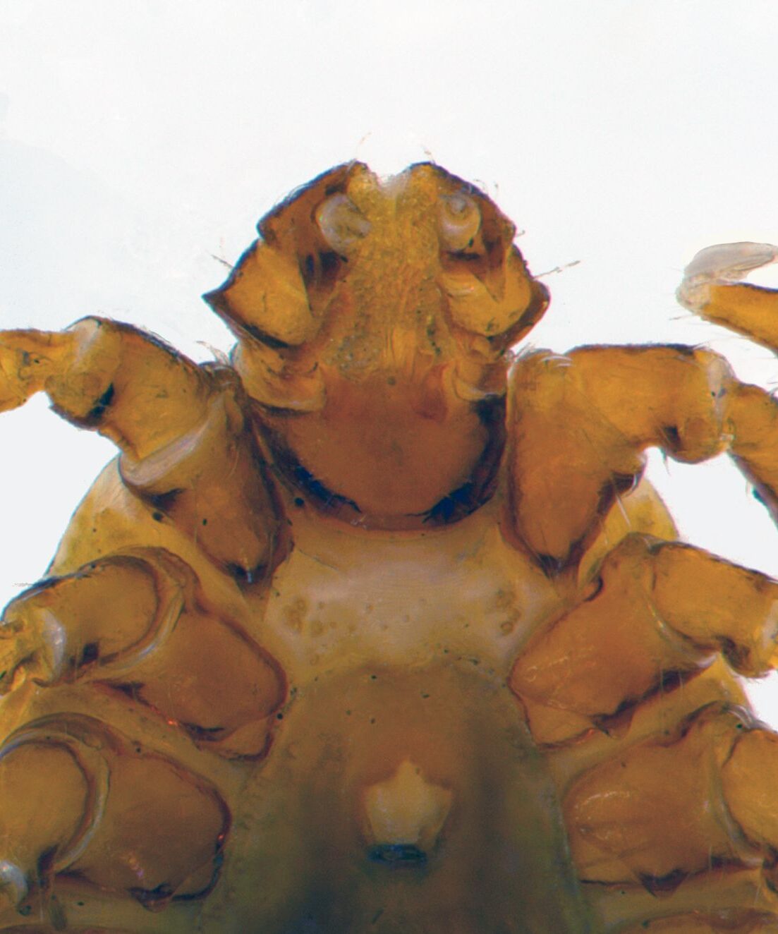 Underside view of the longhorned tick mouthparts with large spur on its basal segment. 