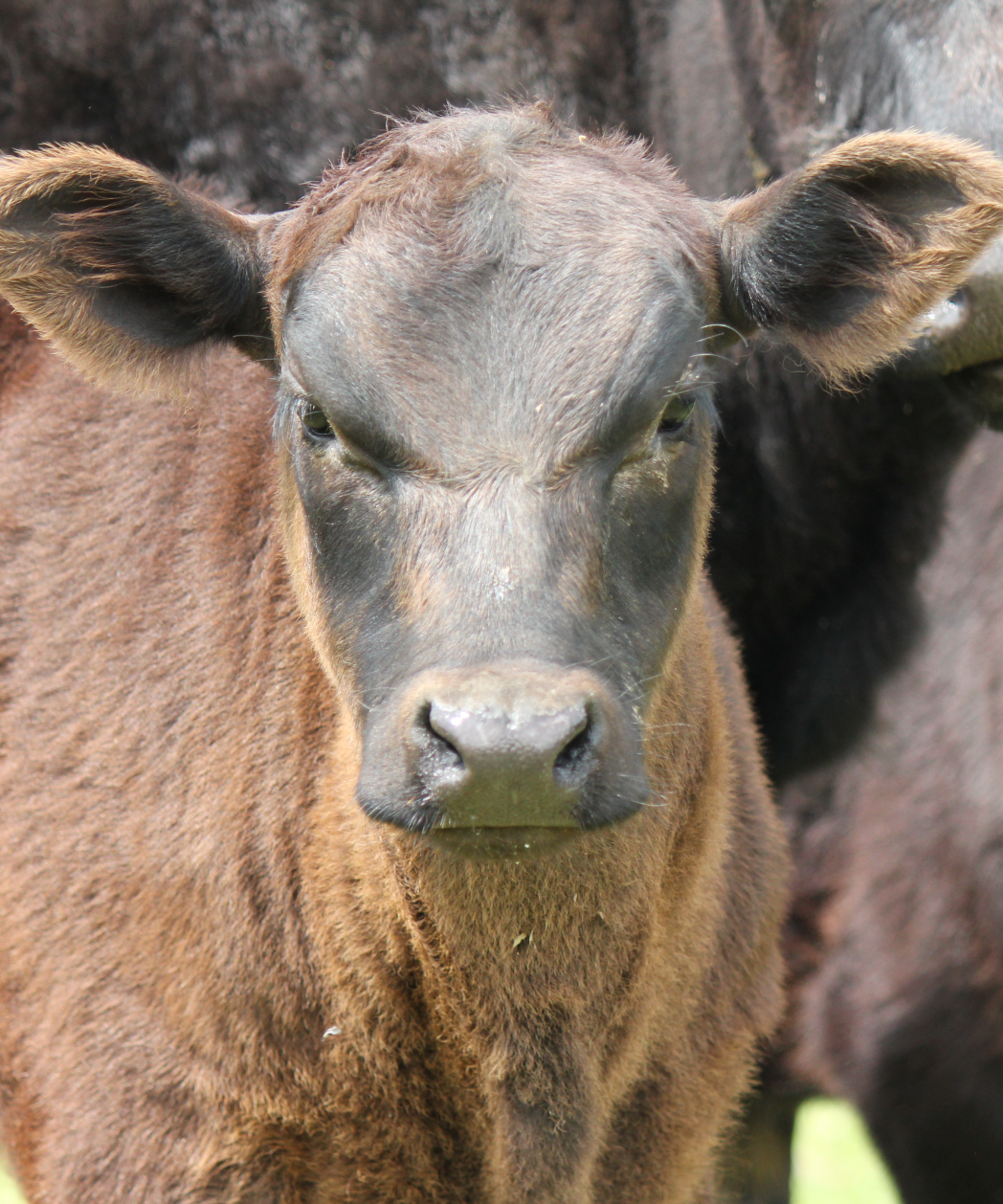 Brown calf with other cows 