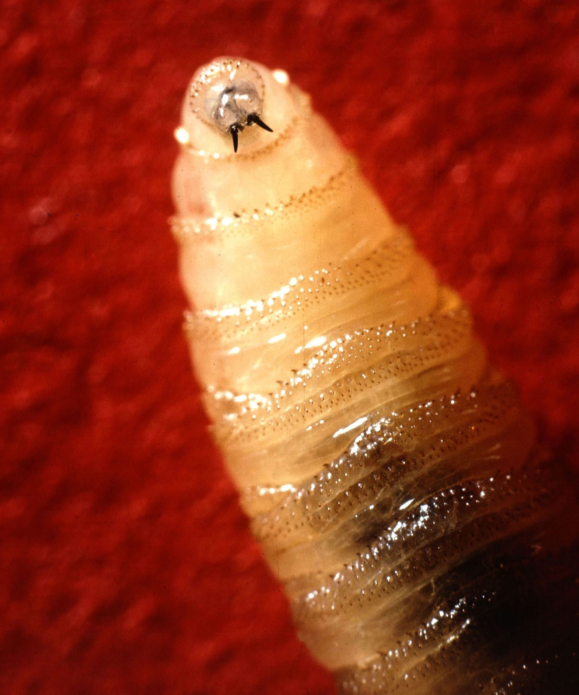 New World screwworm larva. 