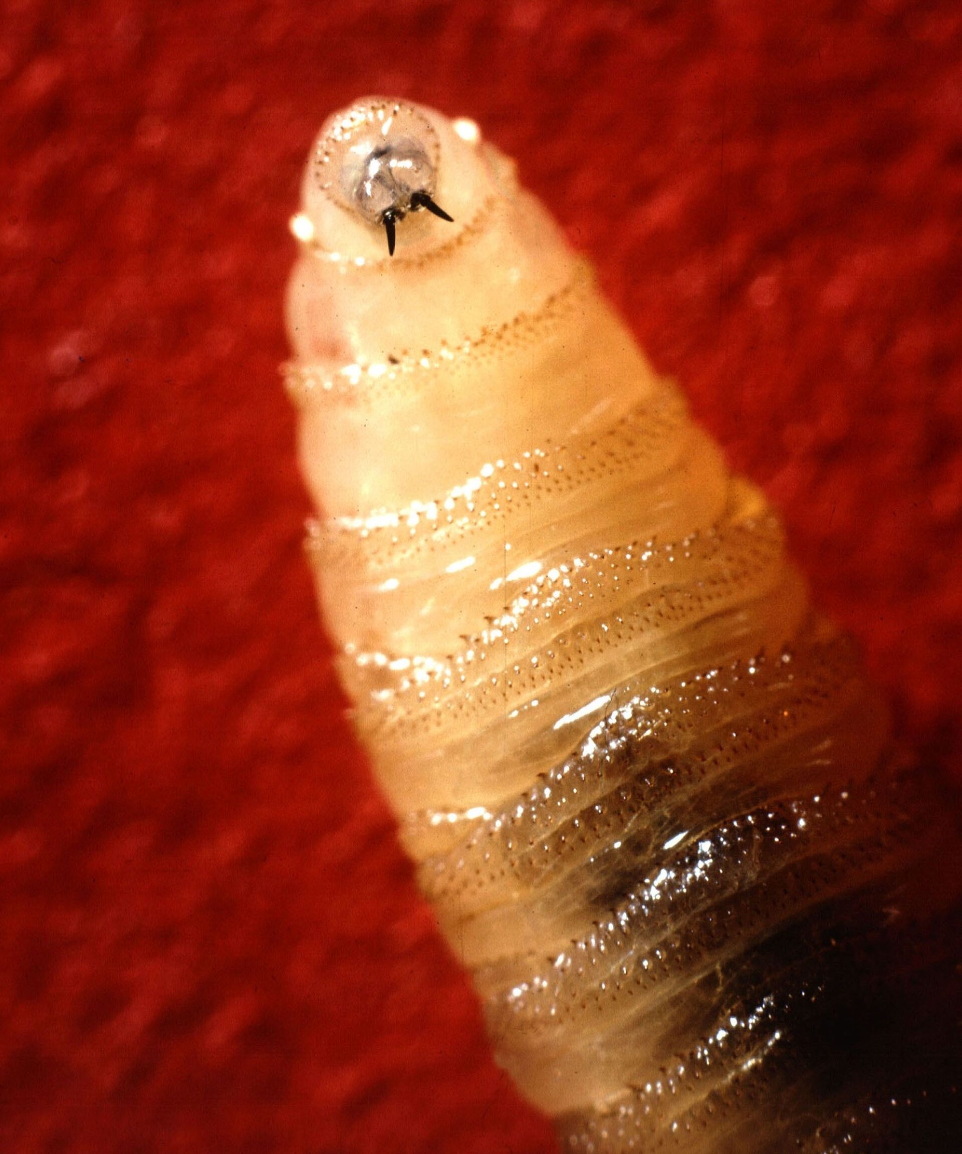 New World screwworm larva. 