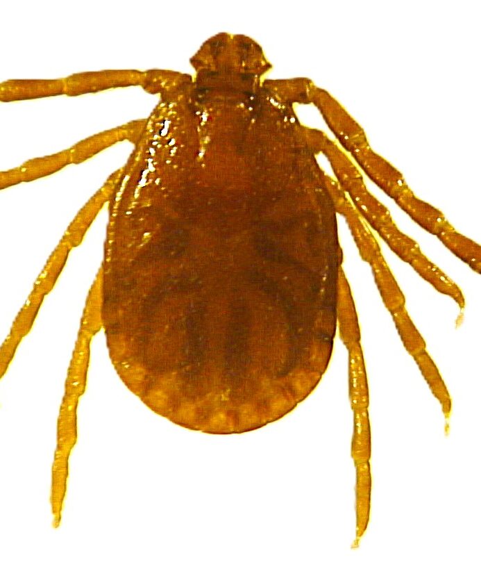Top-down (dorsal) view of a female adult longhorned tick. 